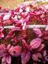 Avatar amaranth Avatar amaranth