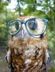 Avatar Owl Avatar Owl