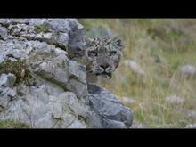 Le Royaume Glac De La Panth Re Des Neiges Documentaire