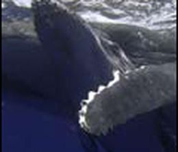 image-https://media.senscritique.com/media/000000020415/0/l_eveil_de_la_baleine.jpg