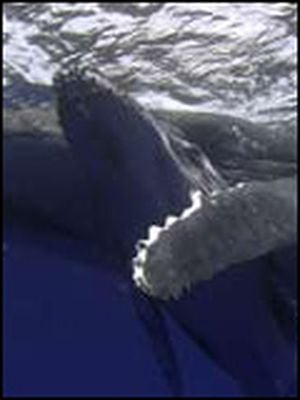 L'Eveil de la baleine