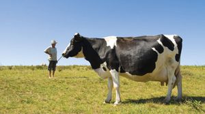 Developments in Dairy Cow Breeding: New Opportunities to Widen the Use of Straw