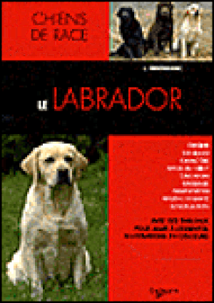 Le labrador