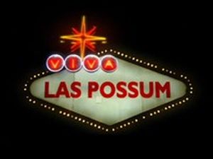 Viva las possum