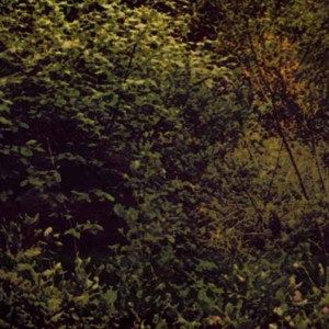 Death in the Woods