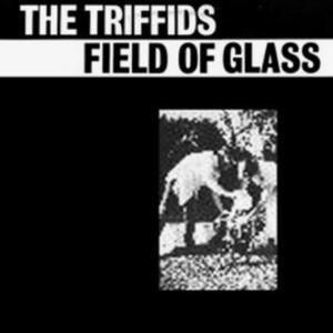 Field of Glass