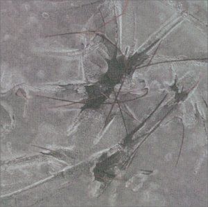 Luoto (Reef)