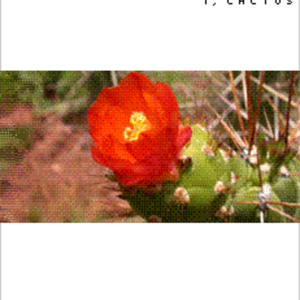 Green Cactus
