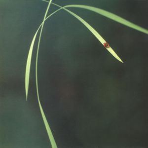 Out (In Essence) (Live)