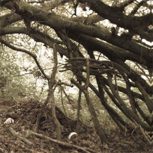 Kudzu Covered Maples