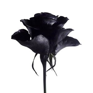 Invisible Ink (Avril 'Cœur Changeant' remix)