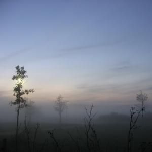 Treetops