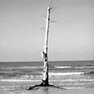 The Sea