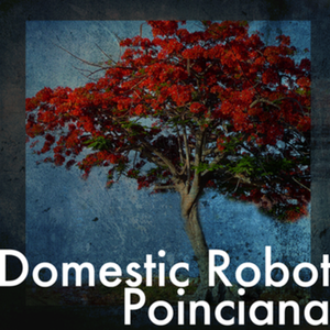 Poinciana