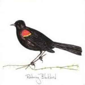 Redwing Blackbird