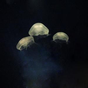 Medusae (EP)