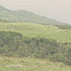 Azul. Primeira Trova