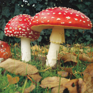 The Last Chapter (Make Up an Ending)