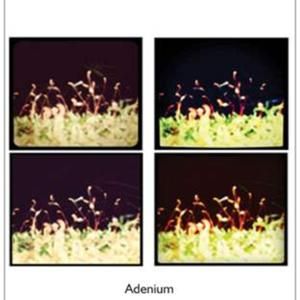 Adenium (EP)