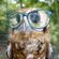 Avatar Owl Avatar Owl