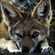Avatar Little_Jackal Avatar Little_Jackal