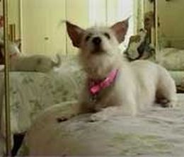image-https://media.senscritique.com/media/000004152676/0/hollywood_dogs.jpg