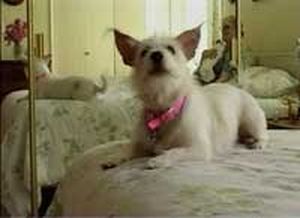 Hollywood dogs