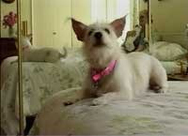 Hollywood dogs