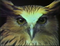 An Owl is an Owl is an Owl