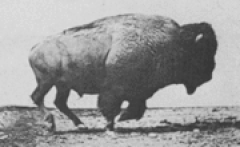 Affiche Le Bison Galopant
