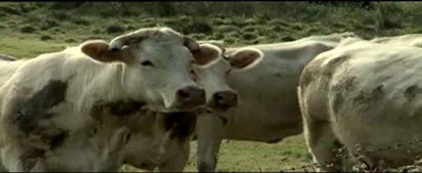 Bovines