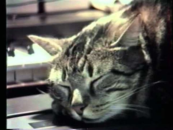 Chat écoutant la musique