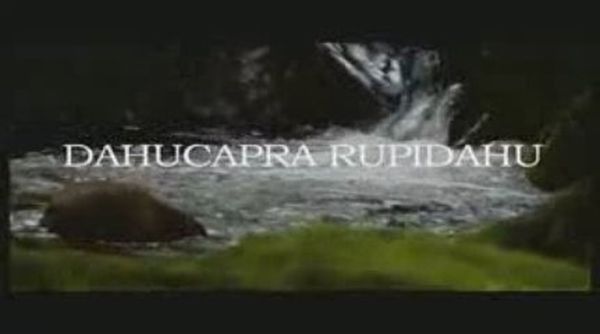 Dahucapra Rupidahu