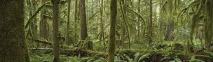 Cover Un requiem de forêts