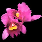 Pochette Orchid