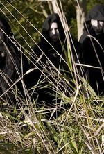 Sunn O)))