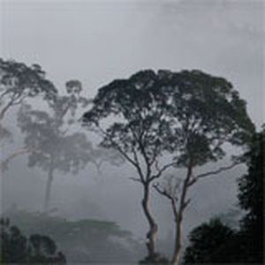 Cicada Chorus (Gunung Mulu)