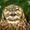 Avatar Fataltarguet