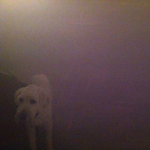 Dog in the Fog (EP)