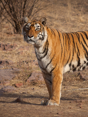 Grandeurs nature : Le fabuleux destin de Machli la tigresse