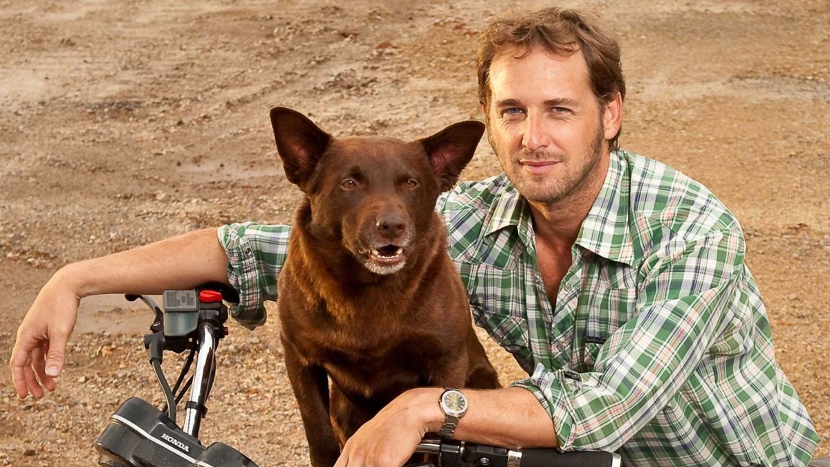 Red Dog Film (2011) SensCritique