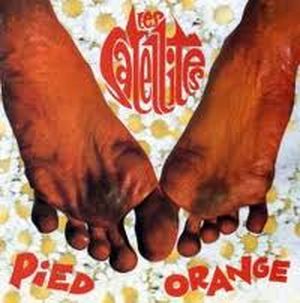 Pied orange
