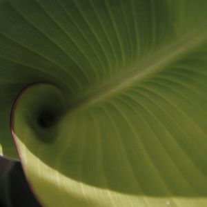 Reflections of a Dancing Leaf