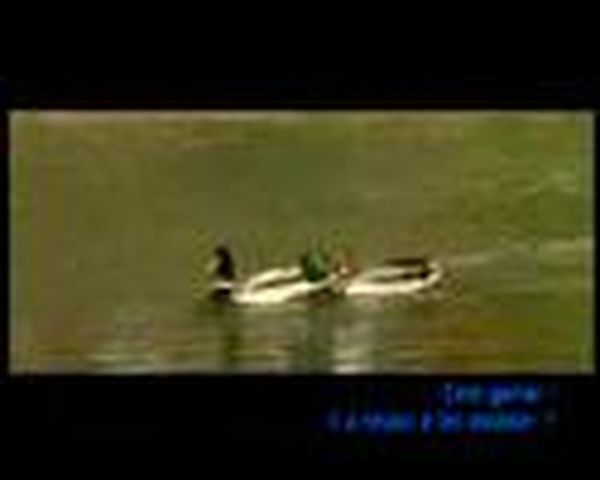 La Grande Course des Canards