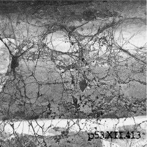 Nucleus