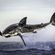 Avatar hammershark Avatar hammershark