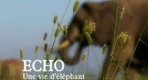 Echo, une vie d'éléphant