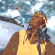 Avatar Pacomm Avatar Pacomm
