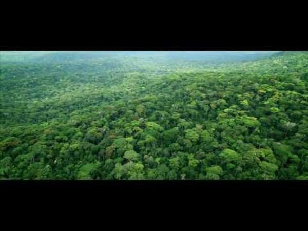 Il était une forêt