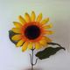 Pochette Sunflowers (EP)